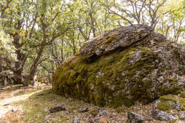 Castanar El Tiemblo 'daki Chestnut Ormanı. Avila
