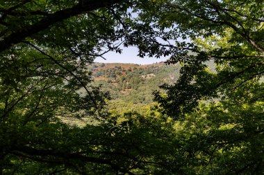 Castanar El Tiemblo 'daki Chestnut Ormanı. Avila