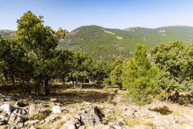 Castanar El Tiemblo 'daki Chestnut Ormanı. Avila