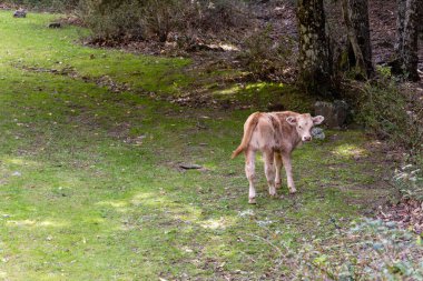 Castanar El Tiemblo 'daki Chestnut Ormanı. Avila