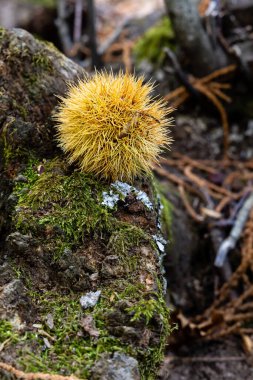 Avila, İspanya 'nın El Tiemblo bölgesindeki kestaneler