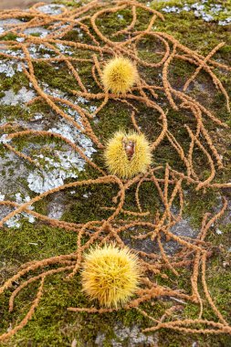 Avila, İspanya 'nın El Tiemblo bölgesindeki kestaneler