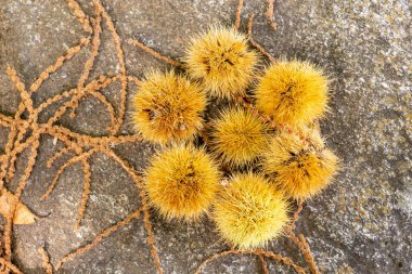 Avila, İspanya 'nın El Tiemblo bölgesindeki kestaneler