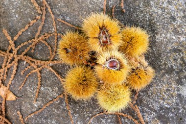 Avila, İspanya 'nın El Tiemblo bölgesindeki kestaneler