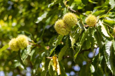 Avila, İspanya 'nın El Tiemblo bölgesindeki kestaneler