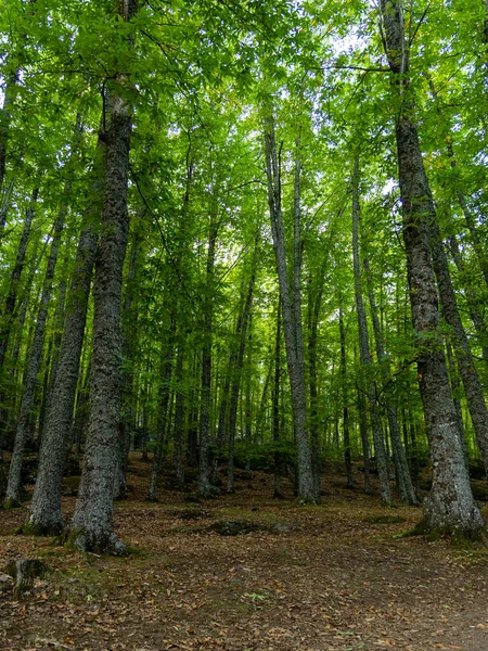 Castanar El Tiemblo 'daki Chestnut Ormanı. Avila