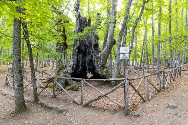Forêt Châtaigniers Dans Castanar Tiemblo Avila — Photo
