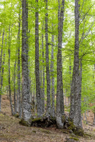 Castanar Tiemblo Daki Chestnut Ormanı Avila — Stok fotoğraf