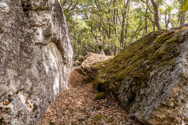 Δάσος Τσέστνατ Στο Καστανάρ Τιέμπλο Αβίλα — Φωτογραφία Αρχείου