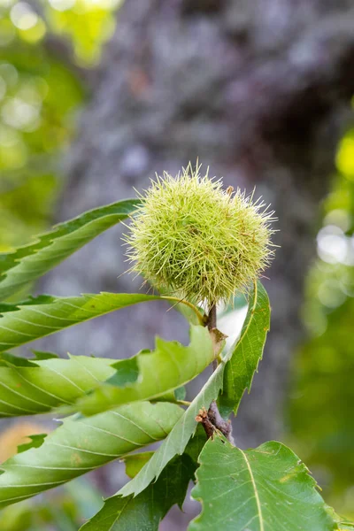 Stock image chestnuts in the area known as el tiemblo in the province of avila, spain