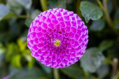 Bahçede büyüdüğünü gösteren güzel bir çiçek.