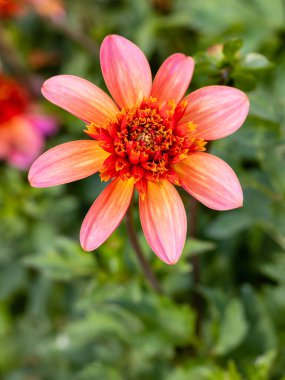 Dahlia Tamamen Mandalina Çiçeği Bahçede büyüdüğünü gösteriyor.