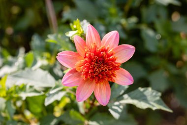 Dahlia Tamamen Mandalina Çiçeği Bahçede büyüdüğünü gösteriyor.