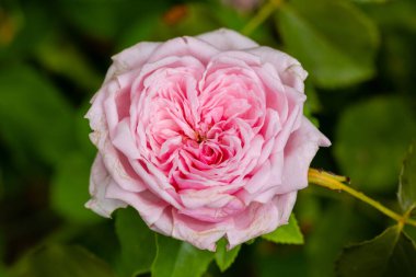 Rose Imperatrice Eugenie, bahçede yetişen gül.