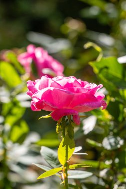 Bahçedeki pembe gül çiçeği