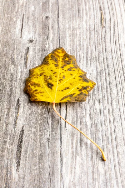 Лист Осенних Цветов Старом Деревянном Фоне — стоковое фото
