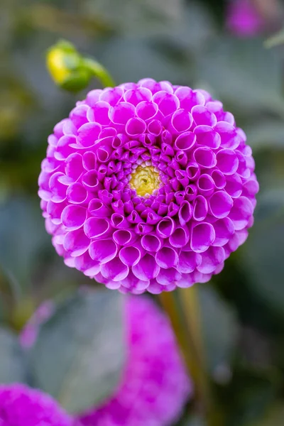 Piękny Kwiat Ukazujący Jego Wzrost Ogrodzie — Zdjęcie stockowe