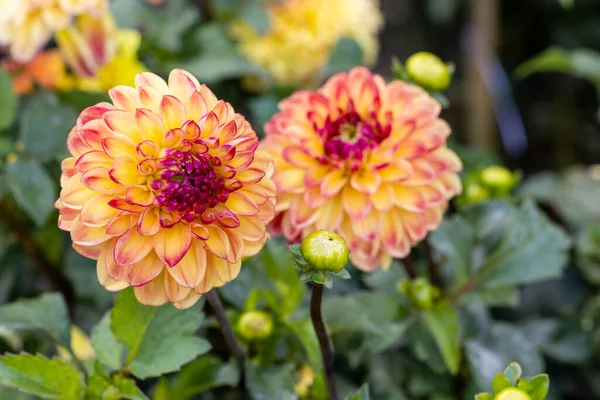 stock image Dahlia Sunny Boy Beautiful flower showing its growth in the garden.