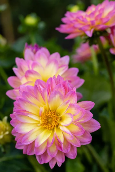 Bela Flor Mostrando Seu Crescimento Jardim — Fotografia de Stock