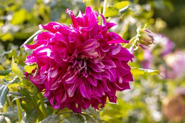 Цветок Bristol Stripe Показывает Свой Рост Саду — стоковое фото