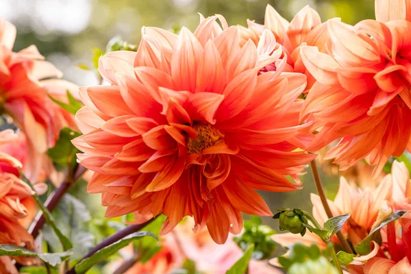 Цветоносный Цветок Демонстрирующий Свой Рост Саду — стоковое фото
