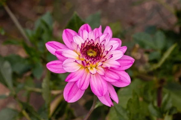 Bela Flor Mostrando Seu Crescimento Jardim — Fotografia de Stock