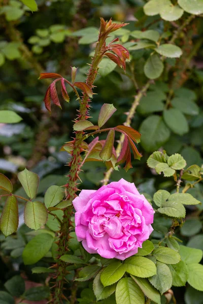 Rose Conrad Ferdinand Meyer Blooms Garden — Stock Photo, Image