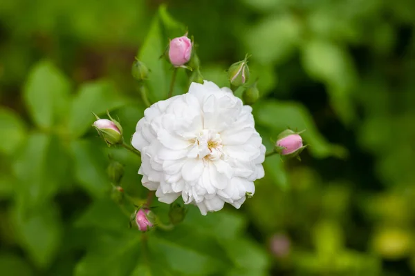 バラX Noisettiana 9月にまだ開花中の庭で成長したバラ — ストック写真