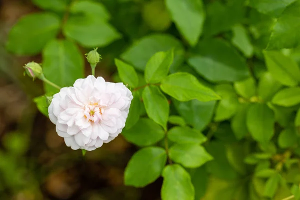 Rose Noisettiana Rose Grown Garden Still Bloom Month September — Stock Photo, Image