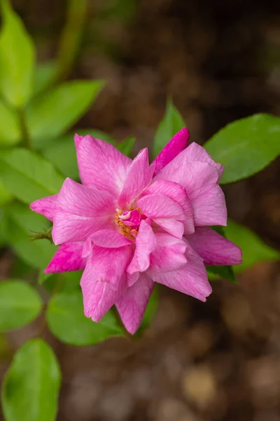 Öreg Pirosrózsa Rosa Chinensis Virág — Stock Fotó