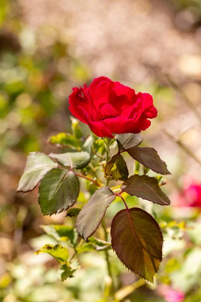 Rosa Flor Rosa Jardín —  Fotos de Stock