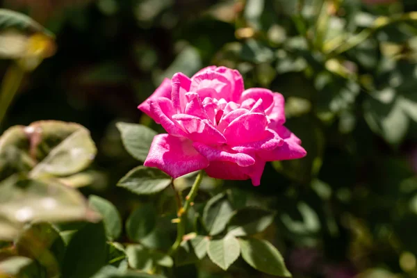 Bahçedeki pembe gül çiçeği