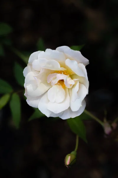 stock image Rose Rival Paestum, rose grown in a garden still in bloom in the month of September