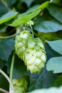 Bira ve ekmek yapmak için yeşil taze hop koni yakın çekim