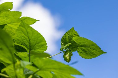 Bira ve ekmek yapmak için yeşil taze hop koni yakın çekim
