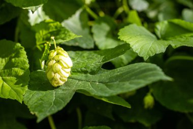 Bira ve ekmek yapmak için yeşil taze hop koni yakın çekim