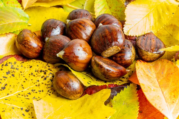 自然の秋の環境で栗のとげの殻 — ストック写真
