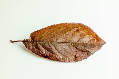 Beyaz arkaplanda sonbahar renklerine sahip yaprak