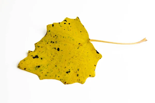 Liść Jesiennymi Kolorami Białym Tle — Zdjęcie stockowe