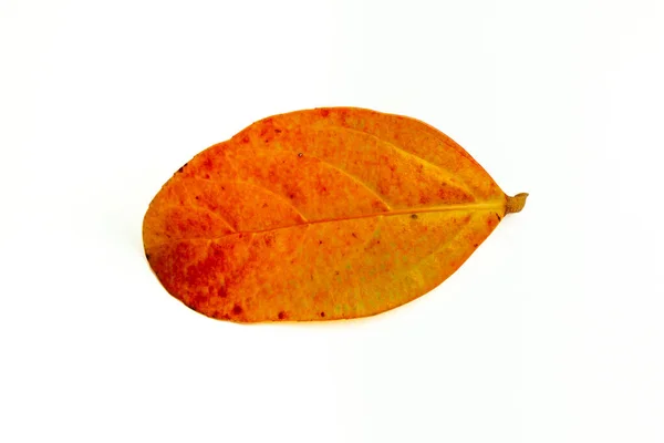 Лист Осенью Цвета Белом Фоне — стоковое фото