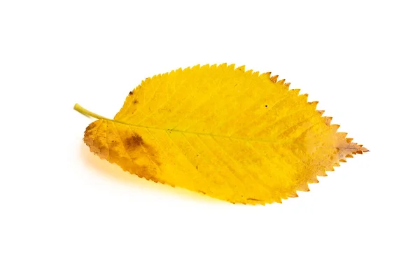 Leaf Autumn Colors White Background — Stock Photo, Image
