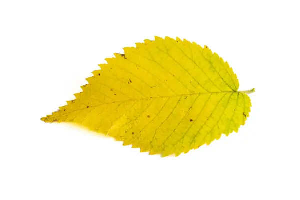 stock image leaf with autumn colors on white background