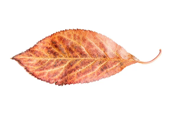 Leaf Autumn Colors White Background — Stock Photo, Image