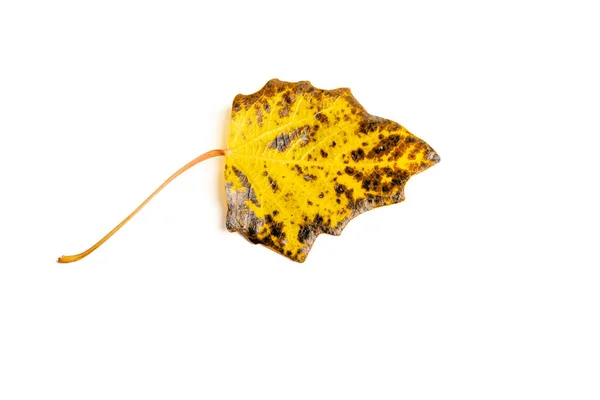 Löv Med Höstfärger Vit Bakgrund — Stockfoto