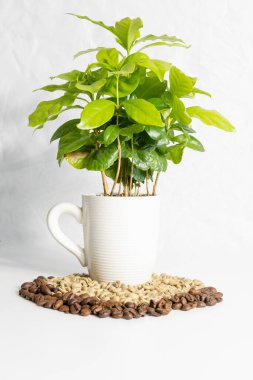 Saksıdaki küçük kahve ağacının önünde bir fincan kahve.