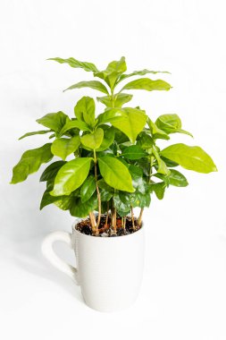 Saksıdaki küçük kahve ağacının önünde bir fincan kahve.