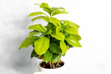 Saksıdaki küçük kahve ağacının önünde bir fincan kahve.