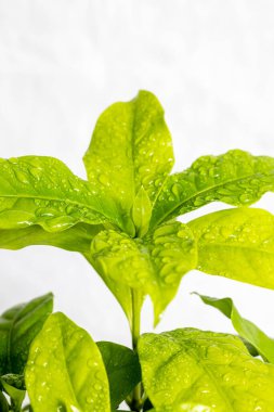 Saksıdaki küçük kahve ağacının önünde bir fincan kahve.