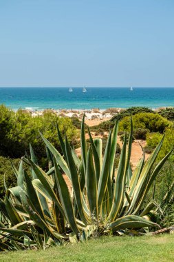 Sancti Petri, Cadiz, İspanya 'daki La Barrosa plajına erişim sağlayan kum tepeleri.
