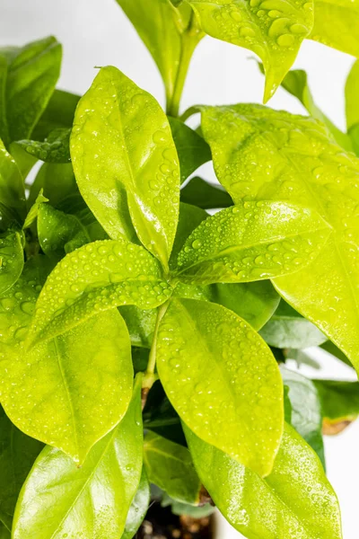 stock image Cup of coffee in front of small coffee tree in a potted plant